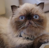 ネコカフェ キャットテイル Nekocafe Cattailの雰囲気3