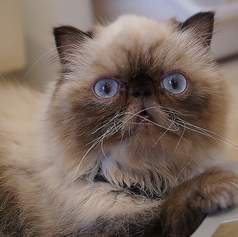 ネコカフェ キャットテイル Nekocafe Cattailの雰囲気3