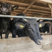 【大阪が誇る最高級の黒毛和牛なにわ黒牛を<一頭買い>】！月間わずか5頭のみの出荷、月齢30カ月以上の大阪産黒毛和種の未経産雌牛。一般的に出回っている黒毛和牛とは一線を画した非常に希少な品種。サシの有無にはこだわらず、『柔らかさ』『36度で溶けるあっさりした上品な脂』『旨味』にこだわりあり♪