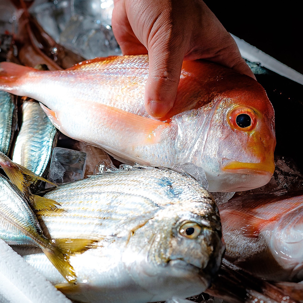 相模湾の地魚を中心に毎日仕入れます！