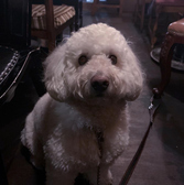 ペット連れで店内ご利用いただけます。愛犬とご一緒にどうぞ!