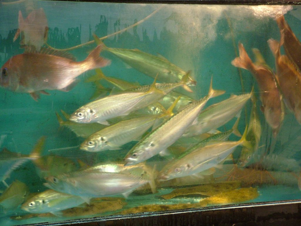 店内にはいけすがあり朝3時まで活魚が食べられます！