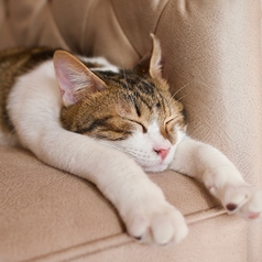 保護猫カフェ もりのねこさんの雰囲気3