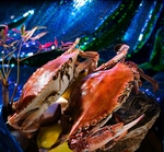 魚屋自慢の食材をご堪能ください。