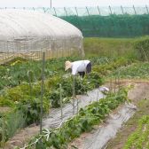 滋賀県の豊かな土壌に恵まれた自家栽培畑