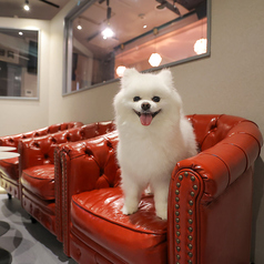 犬猫カフェ put on lap プットオンラップ 今池の雰囲気2