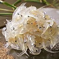 料理メニュー写真&nbsp;生しらす