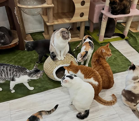 会いに行きたくなる、あの子がいる