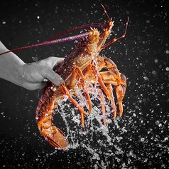 活伊勢海老の特製発酵唐辛子蒸し|塩こしょう揚げ|XO醤炒め|葱生姜炒め