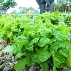 沖縄県産の素材にこだわった料理