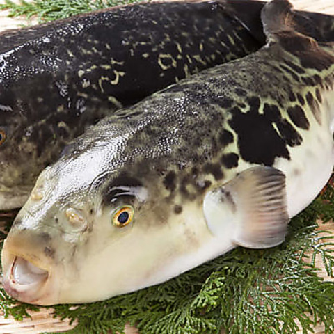 旬魚とふぐ料理 くし屋敷 大津駅 和食 ネット予約可 ホットペッパーグルメ