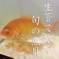 【魚】店内入口には生簀で泳ぐ旬の魚。