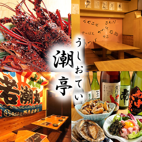 須崎産活伊勢海老、1本釣り！鰹の塩タタキやその他郷土料理が入って納得の内容◎