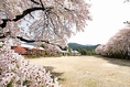 【季節の情景　春】4月は満開の桜を楽しめる季節になります。開花に合わせ、ランチコースも桜を使用した彩りあるメニューに変化します。