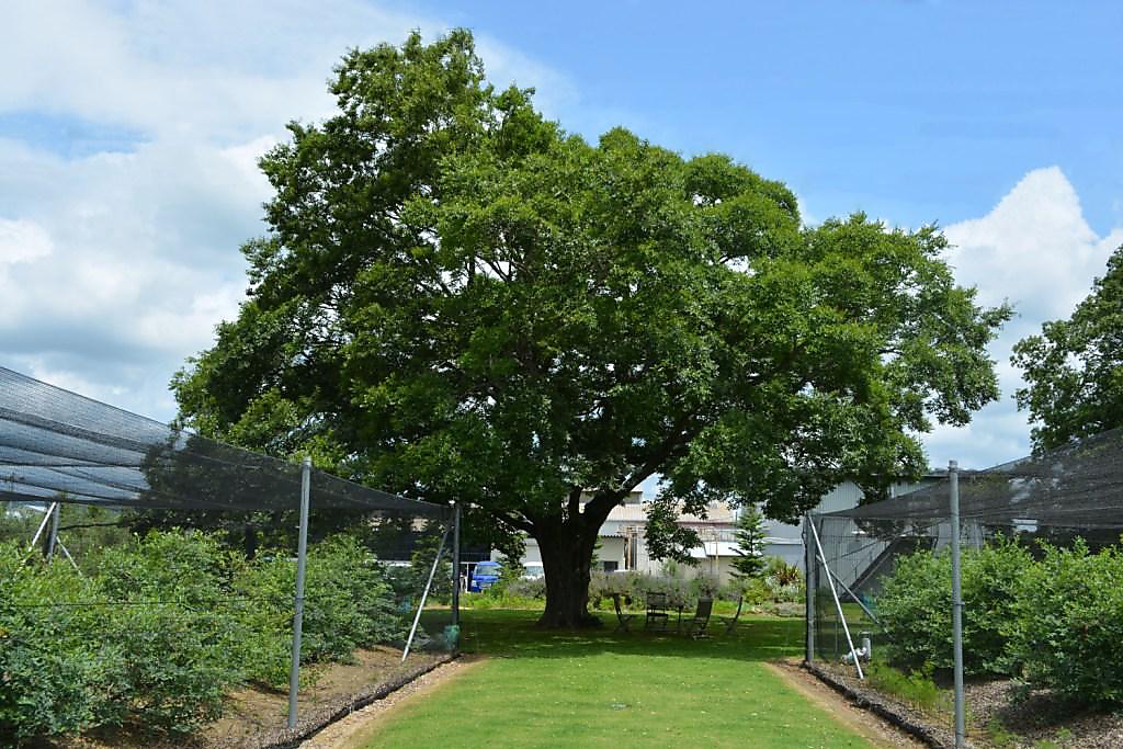Cafe and Restaurant LENRI レンリの写真ギャラリー