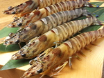当店ならではのこだわり！車海老は生きたまま茹でるとさらに甘味が増します！