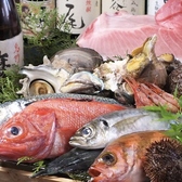 魚介は国産にこだわり、鮪・貝・鯛・鯖など店主が本当に良いと思った鮮度の良いものしかお出し致しません。またお米も農家直送コシヒカリにこだわり握っております。 鮪は甘味と味が強く、肉厚なのが特徴。また貝は旬のものを取り揃えております。 鮮度と味にこだわった当店の鮨をご堪能ください。