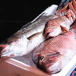 天候によって仕入れられる魚介類が変わるので、その日ごとに食材の味の違いを楽しむことができます！