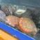 水槽から、揚げたて・捌きたて！コリコリ食感の貝類もあります！