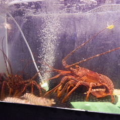 新鮮な海鮮料理もご堪能下さい！