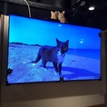 65インチ大画面で毎日癒しの猫動画上映中！