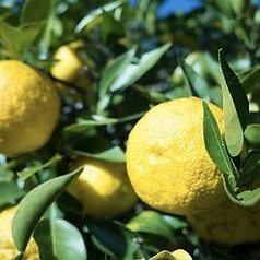 木頭柚子ジュレサワー