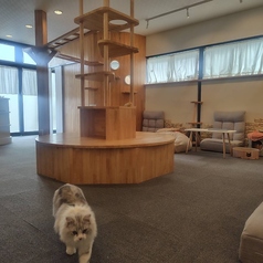 讃岐nekoの雰囲気3