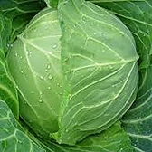 “キャベツへのこだわり”　契約農家から直接仕入れております。もつ鍋の中では１番召し上がって頂く野菜なので体に優しい『福岡県産』をふんだんに使用しております。