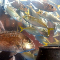 【生け簀】活魚をご提供!