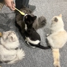 猫カフェ 猫伝説の町 Cat Cafe Meow Legendのおすすめポイント1