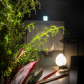 和牛とだし 一期 ICHIGOの雰囲気2