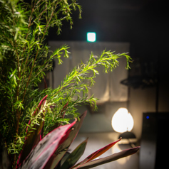 和牛とだし 一期 ICHIGOの雰囲気2