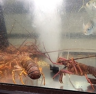 活気あふれる生簀と開放的な店内が織りなす賑わいの空間