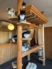 ねこカフェ CAT・walkの写真