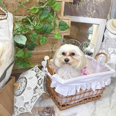 GRatia N グラティアンの雰囲気3