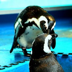 ペンギンのいるダイニングバー沖縄 のおすすめポイント1