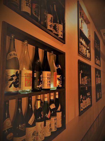 桃吉7530ページ ペッツワン 日吉津店 | ブリティッシュショートヘアの詳細情報 | 子犬