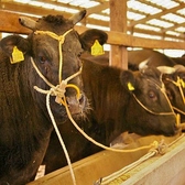 【一頭一括仕入れ】契約農家を中心に国内・外問わず生産者の見える仕入れ