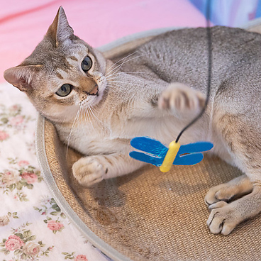 横浜 元町 中華街 猫カフェ 猫ちゃんといっしょのおすすめ料理1