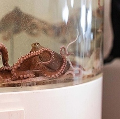 韓国海鮮専門店 テジョンデ 本店の写真2