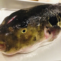 虎河豚唐揚げ