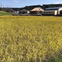 自社農場のおいしいお米◎丹精込めたコシヒカリをご提供