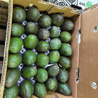 メキシコ産アボカド