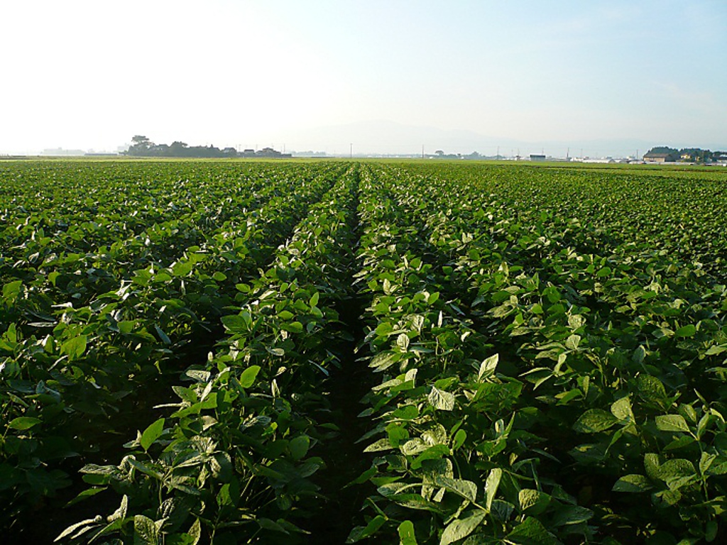 地元の八王子野菜や毎日市場に仕入れに行く『食材』へのこだわり