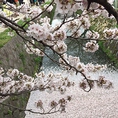 【春】一年で一番おすすめの季節。哲学の道沿いに咲く桜から敷地内に咲く八重桜と長い期間春を楽しめます。