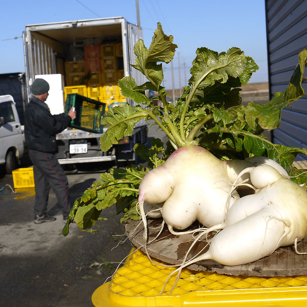 農園朝採れの鮮度No.1近江野菜を、その日のうちに花様ka-youまで自家トラックで産地直送します