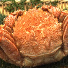 浜茹で毛蟹（１杯）