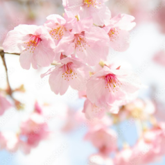 BAR SKY DANCE(バースカイダンス)のコース写真