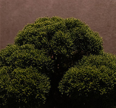 ◆盆栽を囲んだ新スタイル◆ゆったりとオシャレな空間でお召し上がりください！デート・忘年会や会食、懇親会などに。絶品料理をお手頃価格でご案内いたしますので、お気軽にご来店ください。デートや接待でのご利用、団体様での送別会や同窓会、二次会にもおすすめ◎