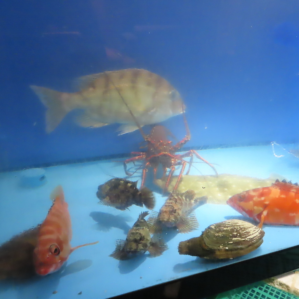 大きな生け簀には長浜直送の魚が…